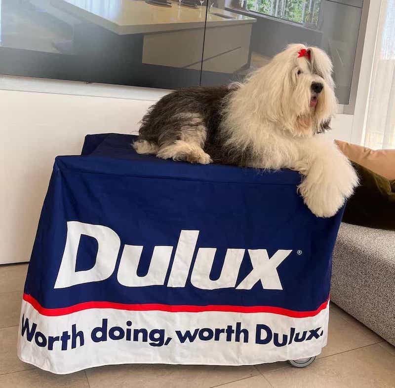 Dulux dog sitting on Dulux branded table