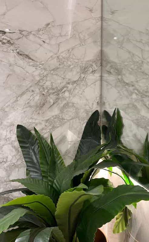 Plant with large, green leaves, in corner of room with mirror on one wall