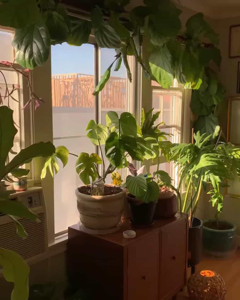 House interior, window surrounded by plants in pots, sun streaming in